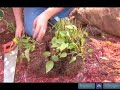 How To Divide Black Eyes Susans How To Divide Black Eyes Susans