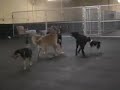 Daycare Play Daycare Play