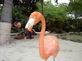 Aruba Flamingos Aruba Flamingos