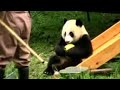 Panda Kindergarten