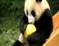 Panda Kindergarten