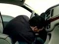 Monkey in a car :)