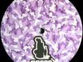 Boriqua Tribez - Cubanita (Original Mix) - Recon Warriors