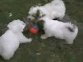 Coton de Tulear puppies fighting to win the new toy.