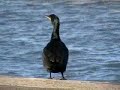 Shag (Phalacrocorax aristotelis) Topskarv5