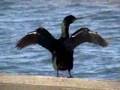 Shag (Phalacrocorax aristotelis) Topskarv5