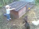 Annabel Chickens Annabel Chickens