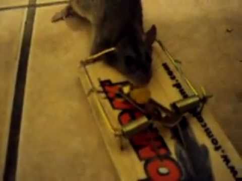 how to dissolve rat trap glue