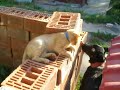 Un caine si un motan(4)