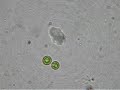 Chlamydomonas