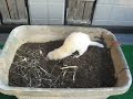 雪ちゃん穴掘り！
