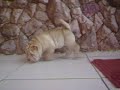 CANIL  KIOMA SHAR PEI