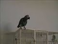 Talking Parrot  Lola