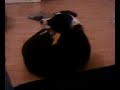 my-dog-going-cazy.html