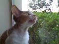 Bird Talk with Daisy!
