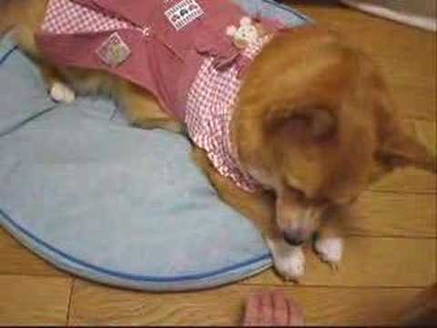 Corgi,Welsh,ウェルシュ