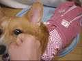 Welsh Corgi ?????????? ??????