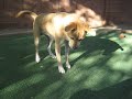 Zipp - Adopt a Shelter Pet !