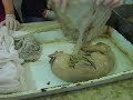 Embriologia Facultad Veterinaria La Plata