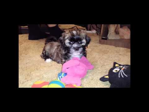 Hi my name is Binx. Im a very mellow guy that likes to play.