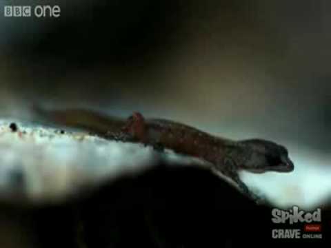the unsinkable pygmy gecko
