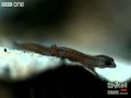 the unsinkable pygmy gecko