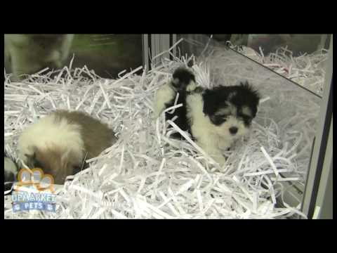 how to treat shih tzu fleas