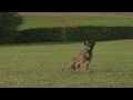 Chewie le chien volant / Chewie the flying dog - Border terrier