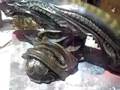 Takeya Alien Head Bust Prop Aliens Predator Giger