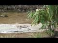 videos de icon big foot best
