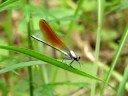 ??????????Mnais pruinosa Selys? Video 03