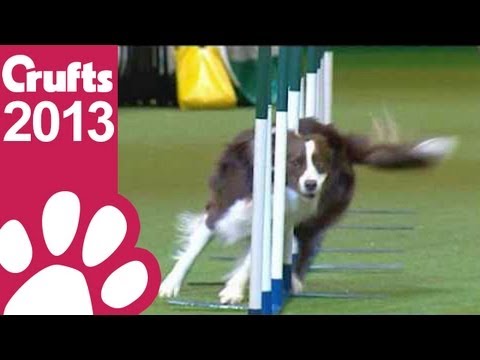 agility - Agility - Kennel Club Novice Cup - Agility - Crufts 2013 Day One Give this video the thumbs up if you enjoyed and don't forget to subscribe! Follow Crufts on...