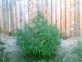 videos de small garden 08 sep 3