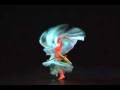 SD wings solo