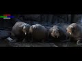 50 first dates  end of movie scene 