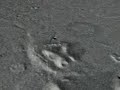 emmanuel top - mars -