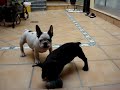 Fofo y Fuster D'Rinalba cachorros bulldog frances.