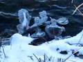 The Birth of Ice Creatures 