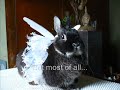 My Litle dwarf bunny Trinket has been sick with E.Cuniculi for over two years, she's a real little fighter. This video is a few of her better moments inbetween her down periods.