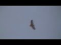 Red-Tailed Hawks in the Wild (impressions)