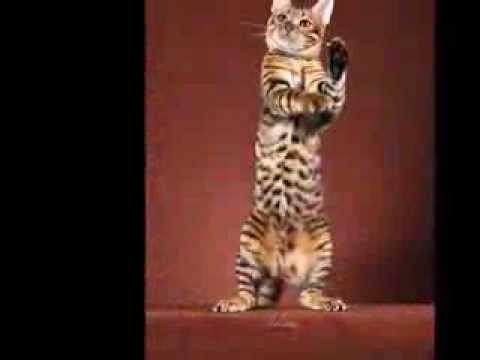 toyger ^
