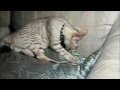 videos de Khan 5 months Grren Mouse Couch
