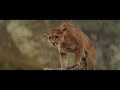 bear v tiger