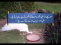 Pakistan's... View Video