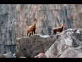 Chamois des Aravis Chamois des Aravis