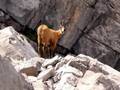 videos de Chamois des Aravis
