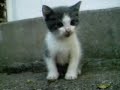Kitties R Us 5 Kitties R Us 5
