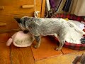 Australian cattle dog puppy (3 months -TUUI-) attack a pig!