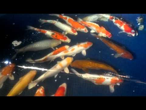 Madankoi koi A 18-22'
