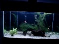 Espécies de peixes: acará bandeira fumaça, colisa azul, colisa labiosa, mexerica, barbo cereja comum e albino, kribense, coridora albina e comedor de algas chinês. 